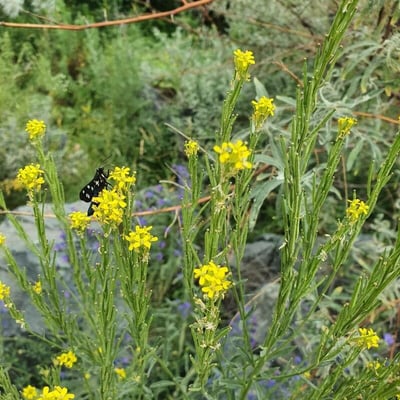 Erysimum virgatum — flower