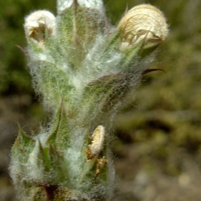 Salvia aethiopis — flower