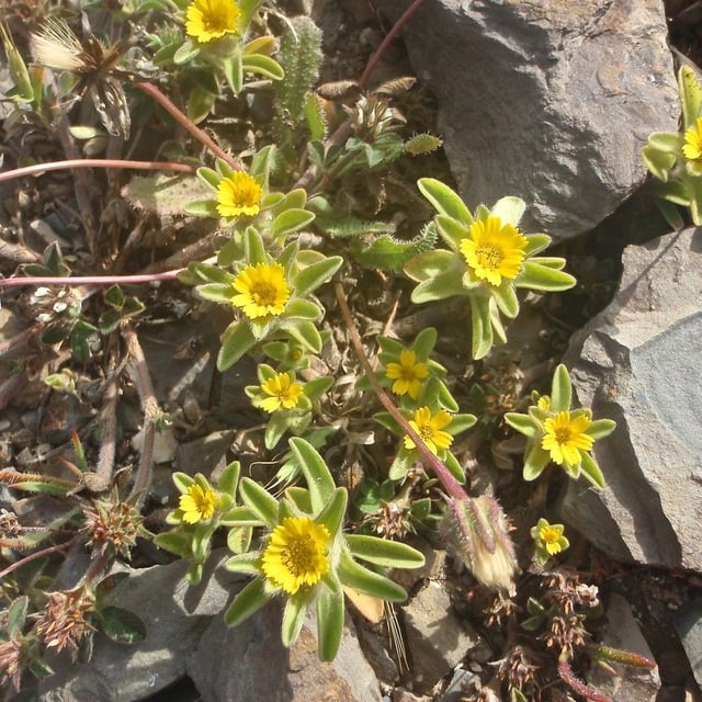 Asteriscus aquaticus — flower