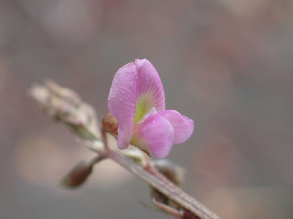 Purple tephrosia