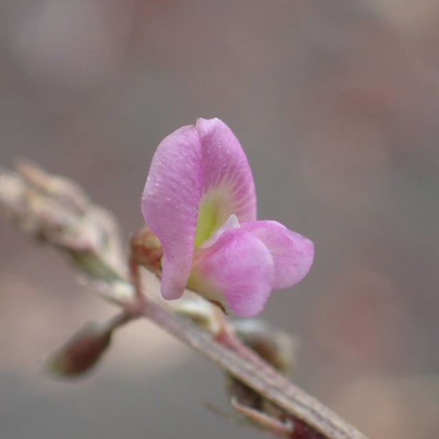 Tephrosia purpurea — flower
