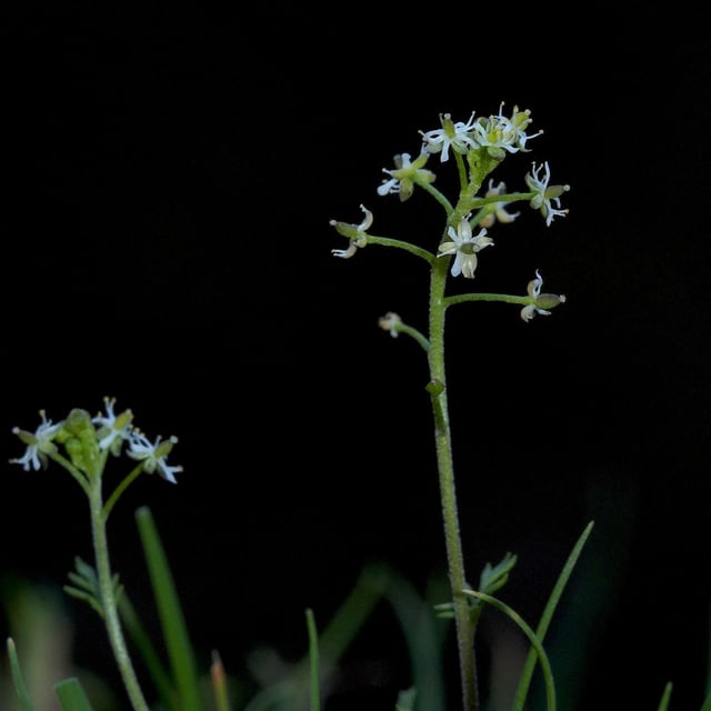 Hornungia petraea — flower