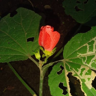 Malvaviscus arboreus — flower