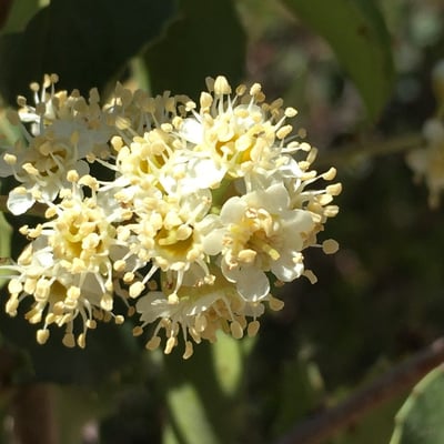 Prunus ilicifolia — flower