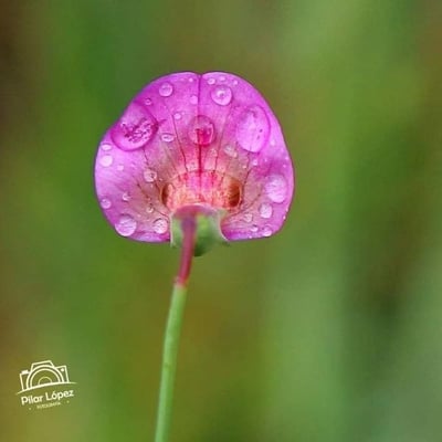 Lathyrus nissolia — flower