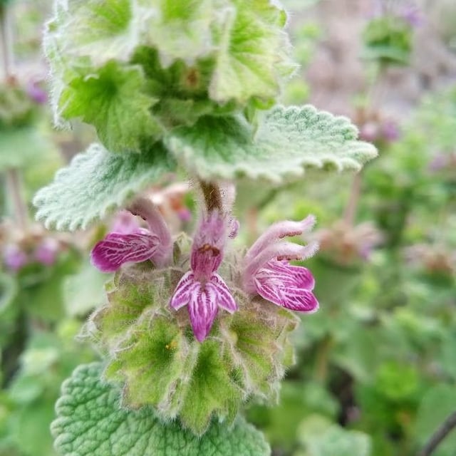 Ballota hirsuta — flower