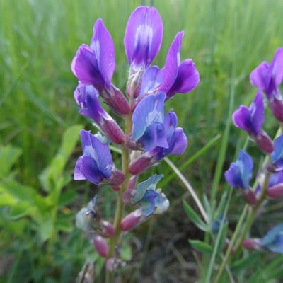 Oxytropis lambertii — flower