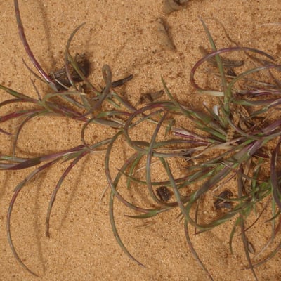 Festuca incurva — habit