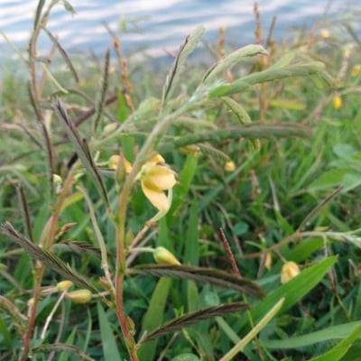 Chamaecrista mimosoides — flower