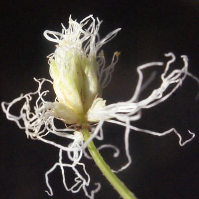 Desmanthus virgatus — flower