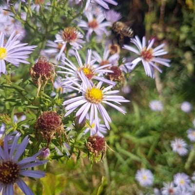 Tripolium pannonicum — flower