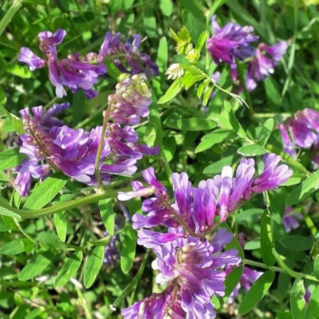 Vicia villosa — flower