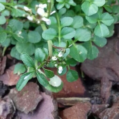 Cardamine flexuosa — flower