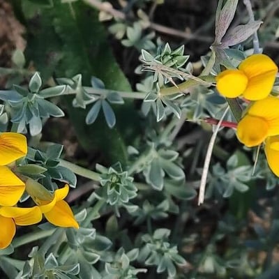 Lotus creticus — flower