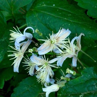 Clematis virginiana — flower