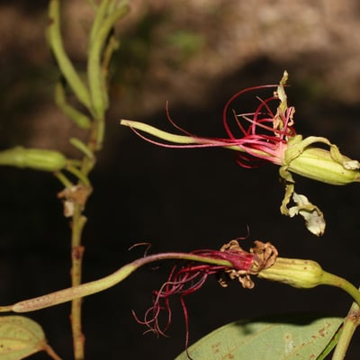 Bauhinia ungulata — flower