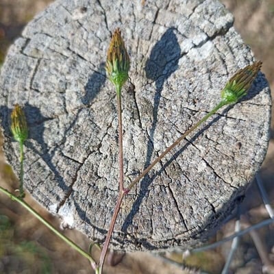 Bidens subalternans — flower