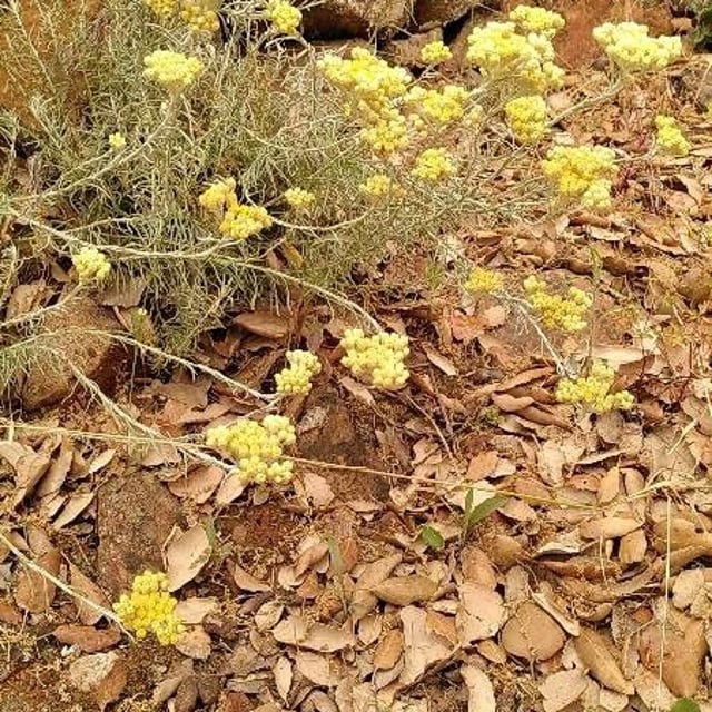 Chrysocephalum semipapposum — flower