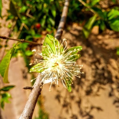 Eugenia involucrata — flower