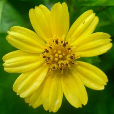 Sphagneticola trilobata — flower