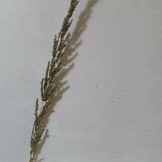 Sporobolus africanus — flower