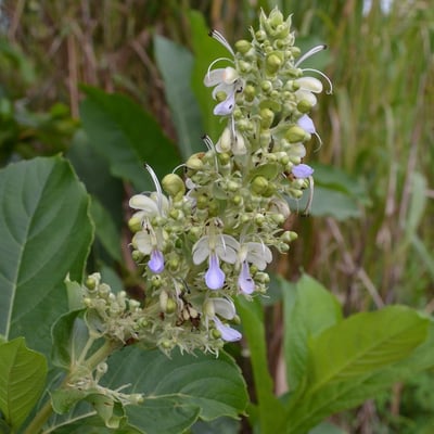Rotheca serrata — flower