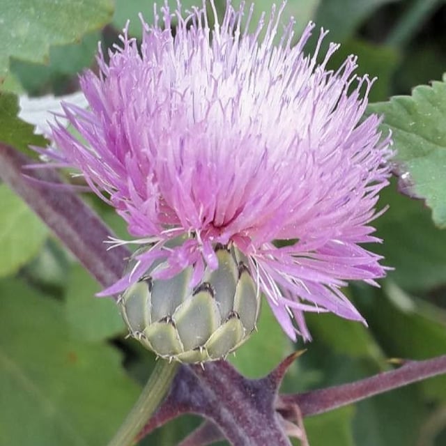 Mantisalca salmantica — flower