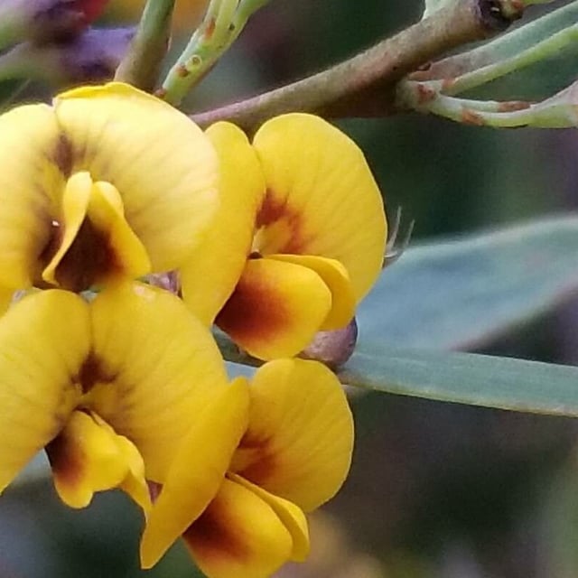 Daviesia latifolia — flower