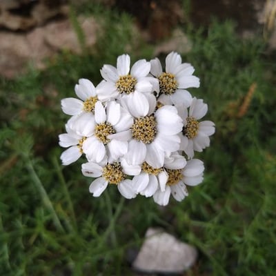 Achillea atrata — flower