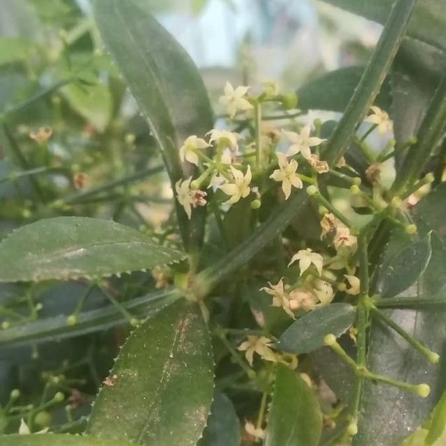 Rubia peregrina — flower