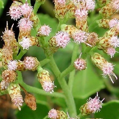 Pluchea indica — flower