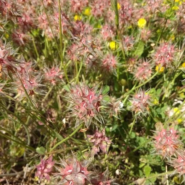 Trifolium stellatum — flower
