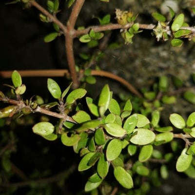 Coprosma propinqua — leaf