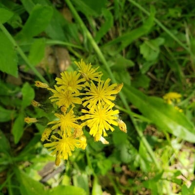 Pilosella caespitosa — flower