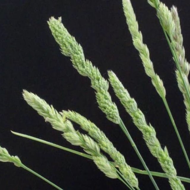Phalaris minor — flower