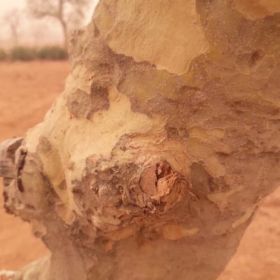 Gardenia aqualla — bark