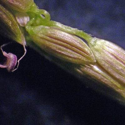 Digitaria violascens — fruit