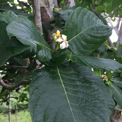 Genipa americana — flower