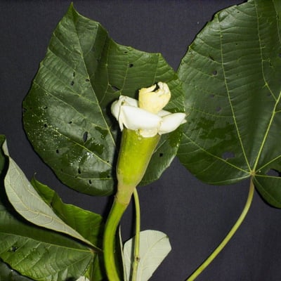 Ochroma pyramidale — flower