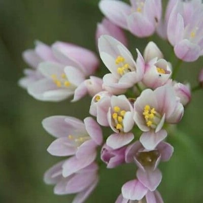 Allium roseum — flower