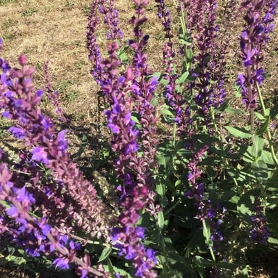 Salvia nemorosa — flower