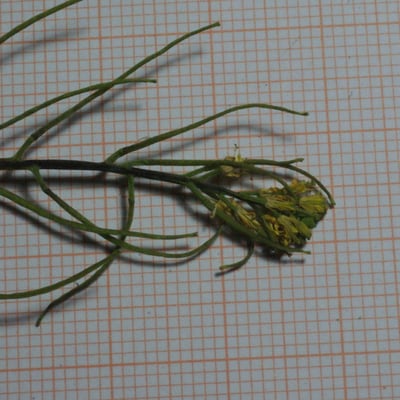 Sisymbrium erysimoides — flower