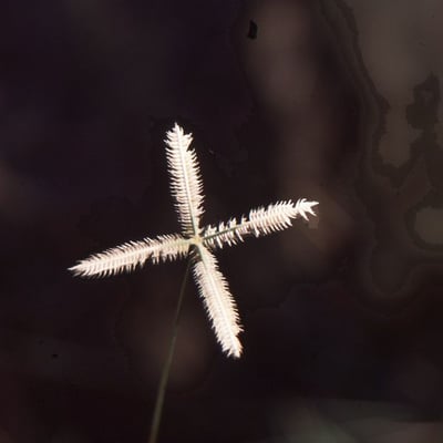 Eleusine tristachya — flower