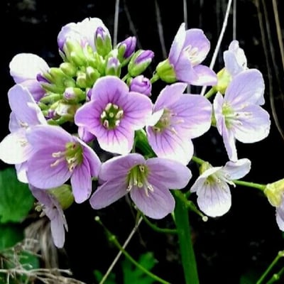 Cardamine raphanifolia — flower