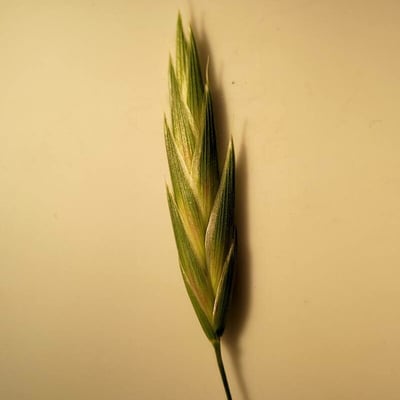 Bromus catharticus — flower