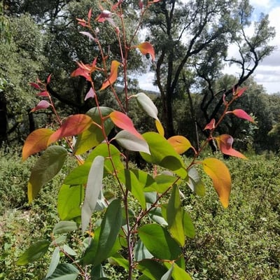 Eucalyptus pauciflora — flower