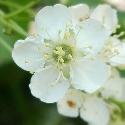 Sorbus aria — flower