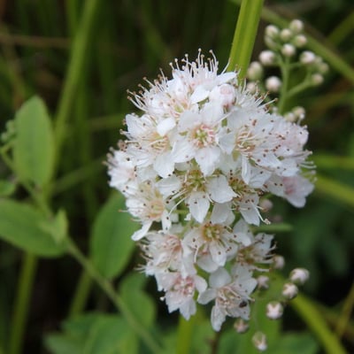 Spiraea alba — flower