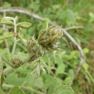 Rubus apetalus — flower