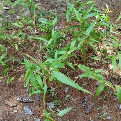 Lasiacis divaricata — leaf